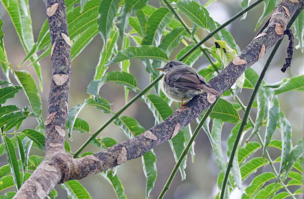 Yellow-legged Flyrobin - ML624539733