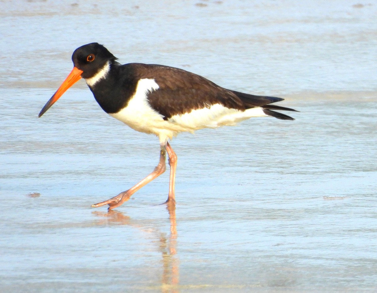 Eurasian Oystercatcher - ML624539782