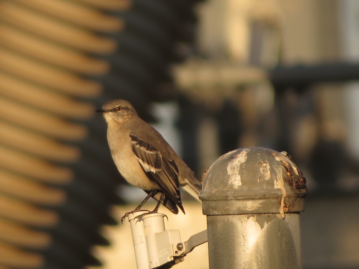 Northern Mockingbird - ML624539812