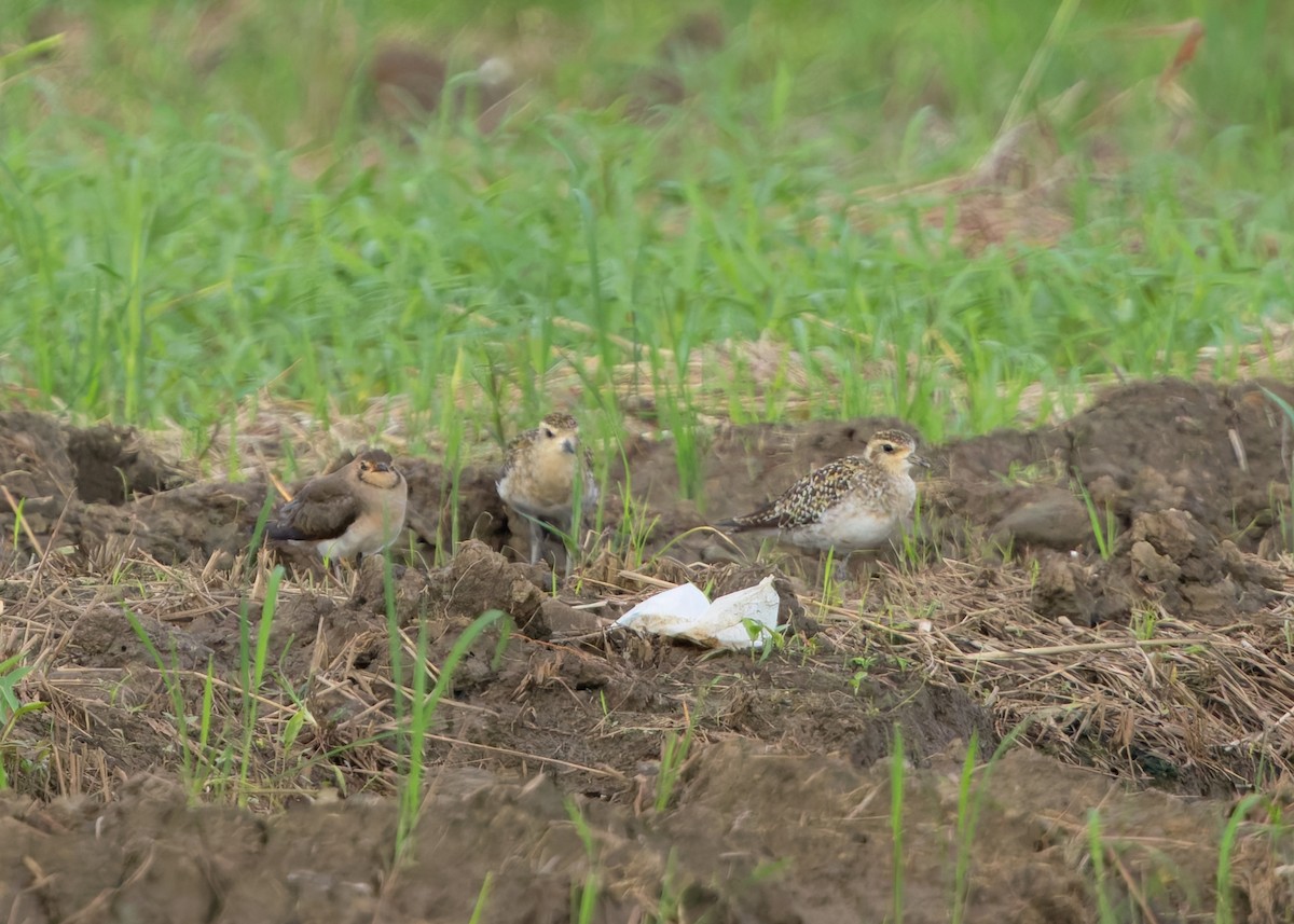 Pacific Golden-Plover - Ayuwat Jearwattanakanok