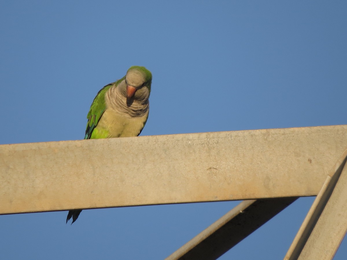 Monk Parakeet - ML624539823