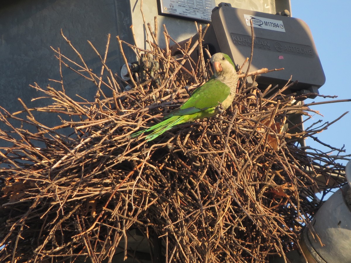 Monk Parakeet - ML624539827