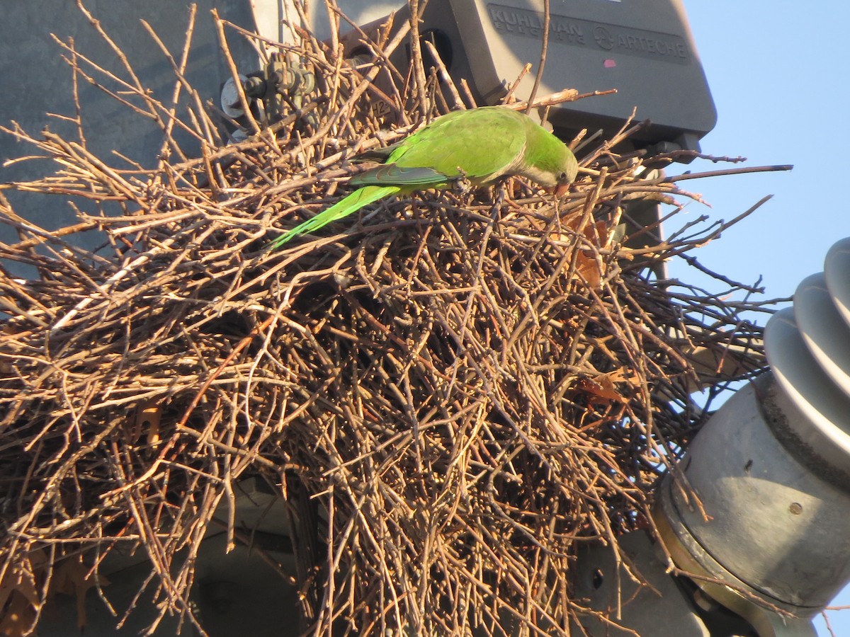 Monk Parakeet - ML624539828