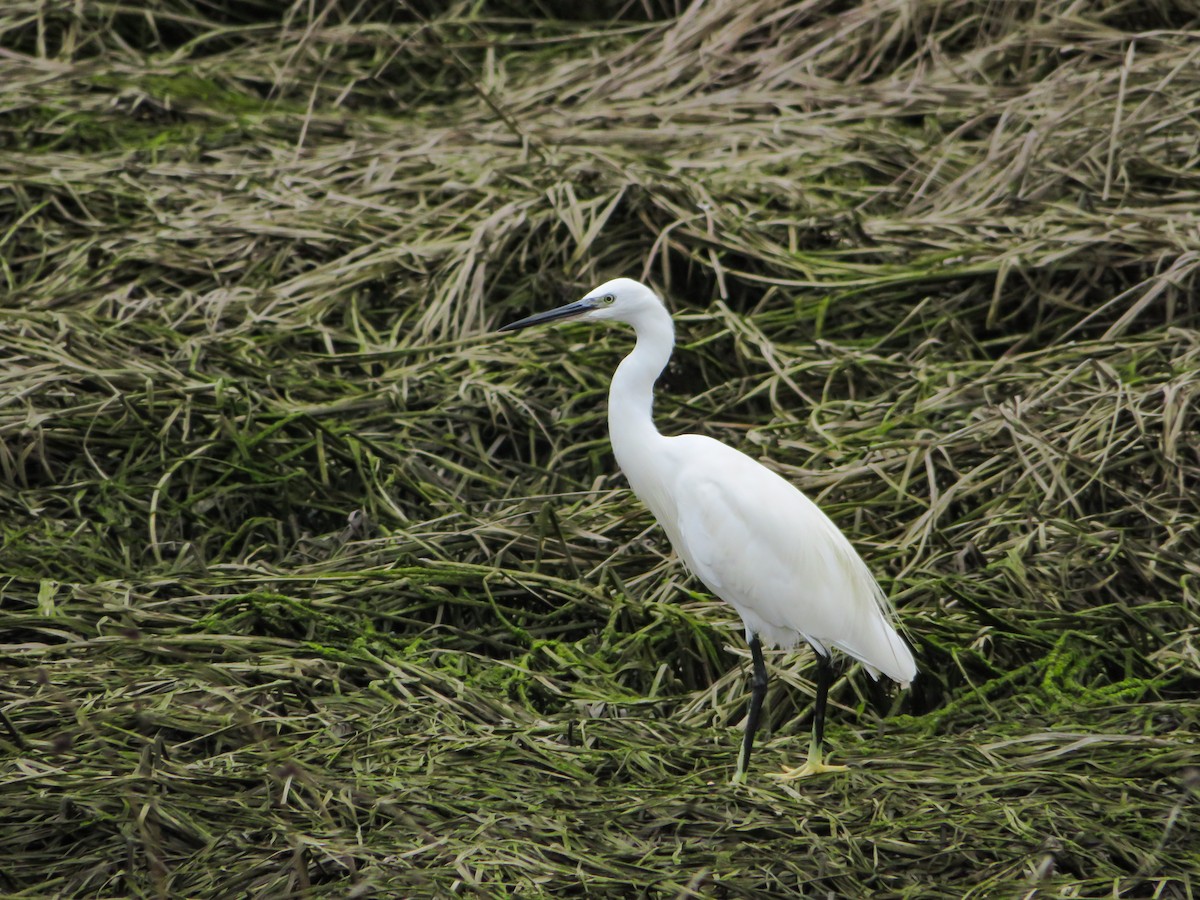 Little Egret - ML624539836