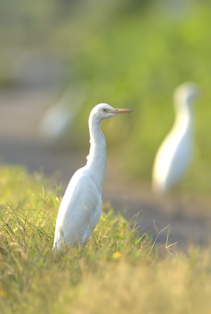 Eastern Cattle Egret - ML624539837