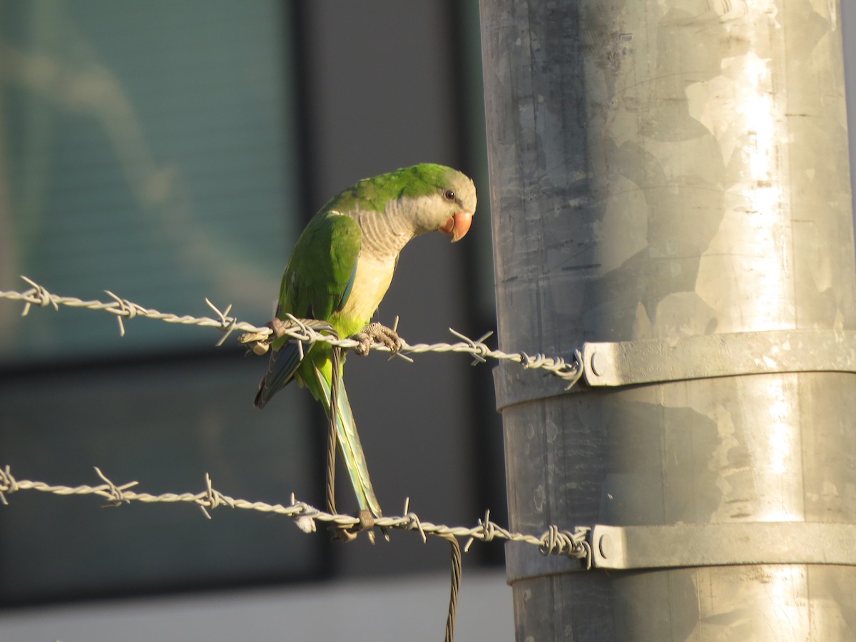 Monk Parakeet - ML624539838