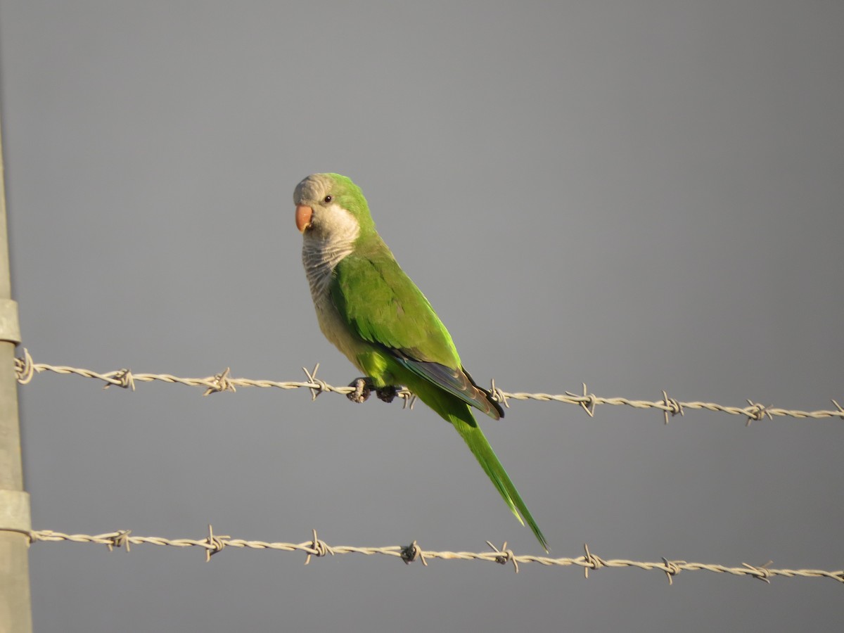 Monk Parakeet - ML624539839