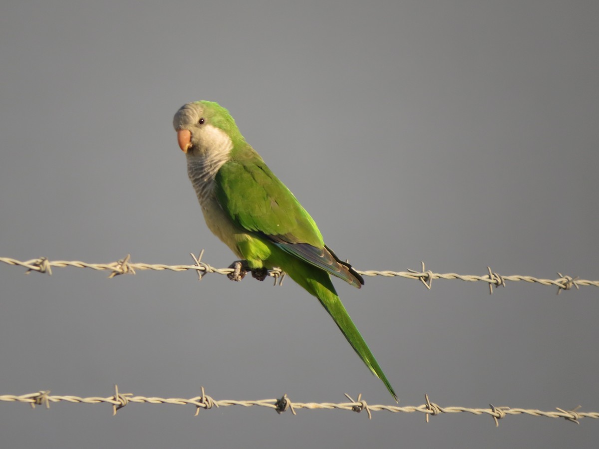 Monk Parakeet - ML624539840