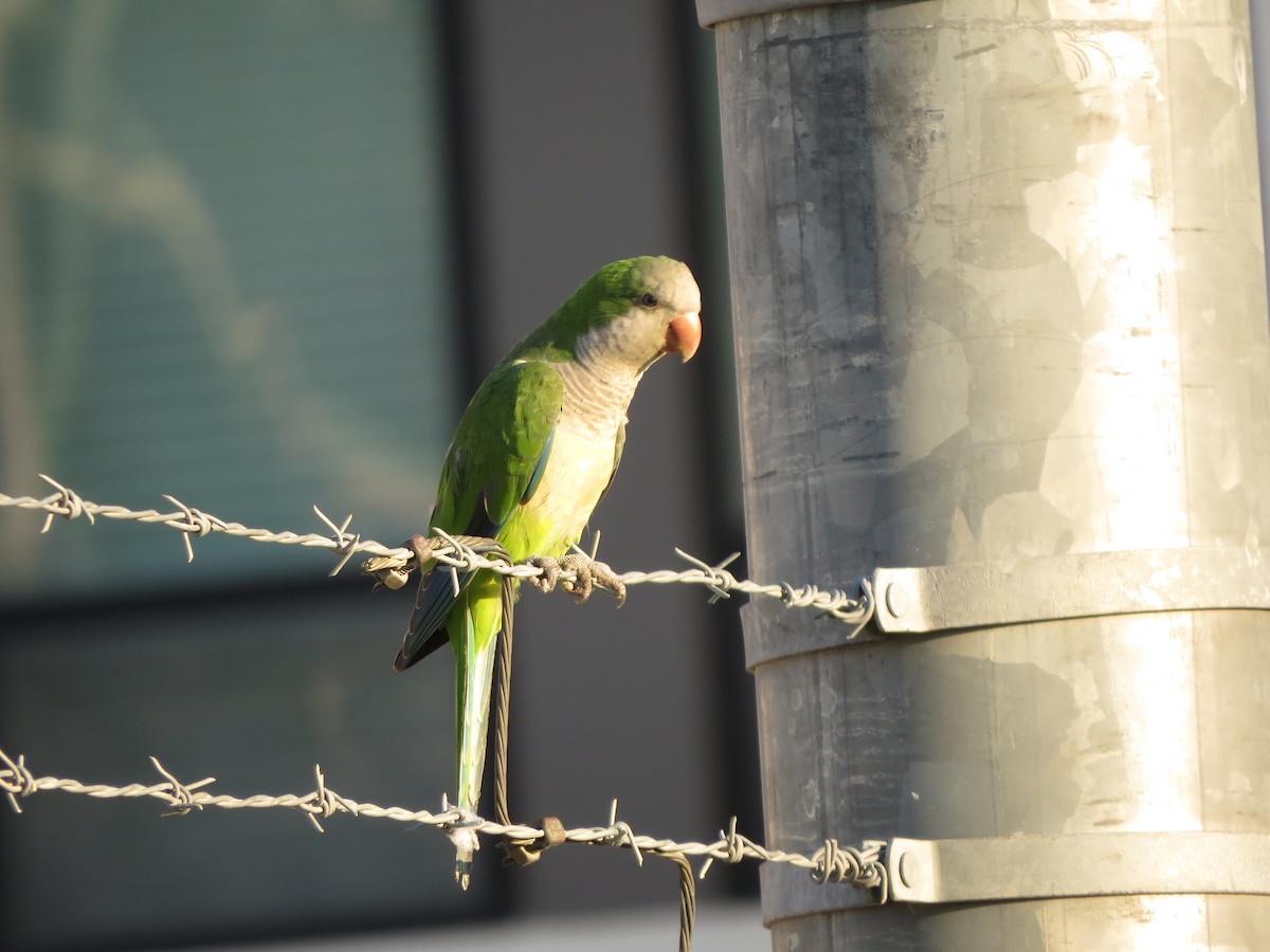 Monk Parakeet - ML624539841