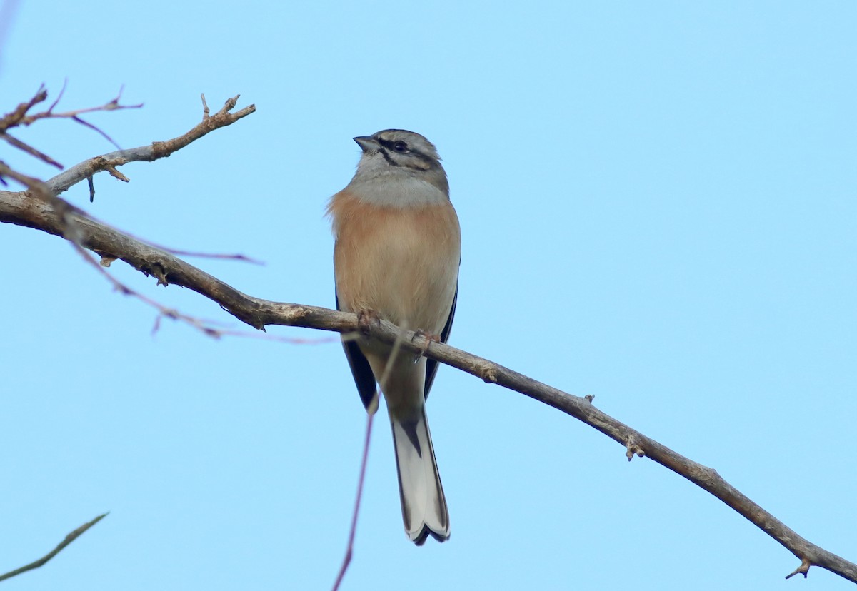 Rock Bunting - ML624539842