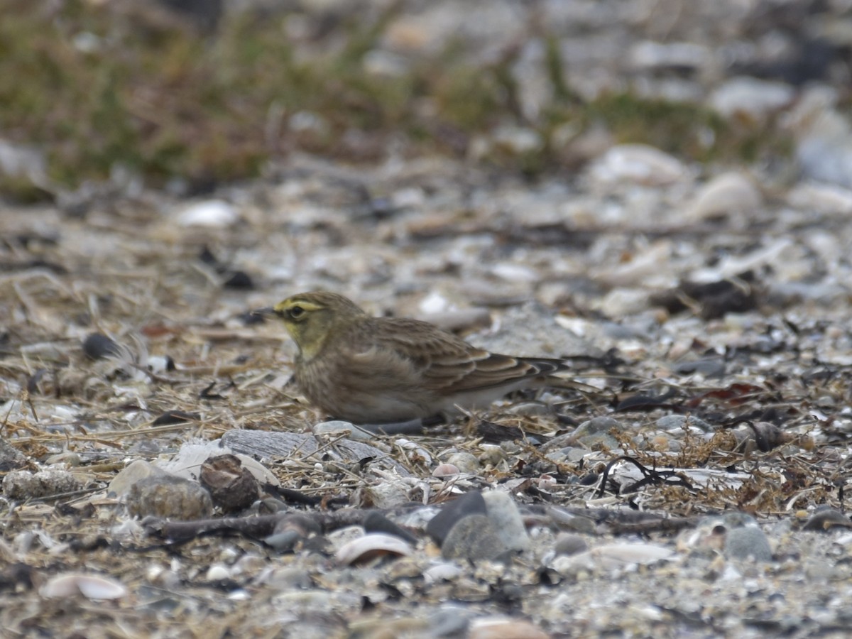 Horned Lark - ML624539846