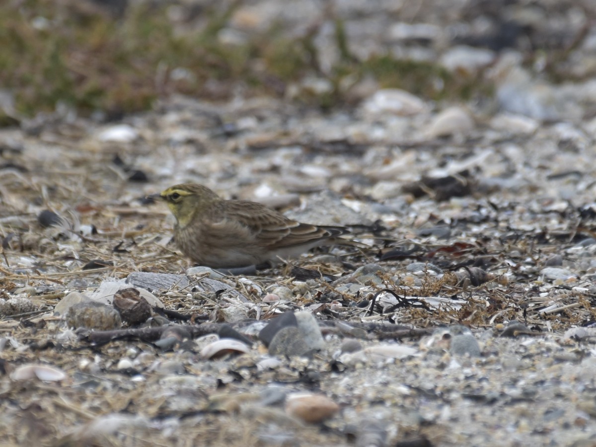 Horned Lark - ML624539847