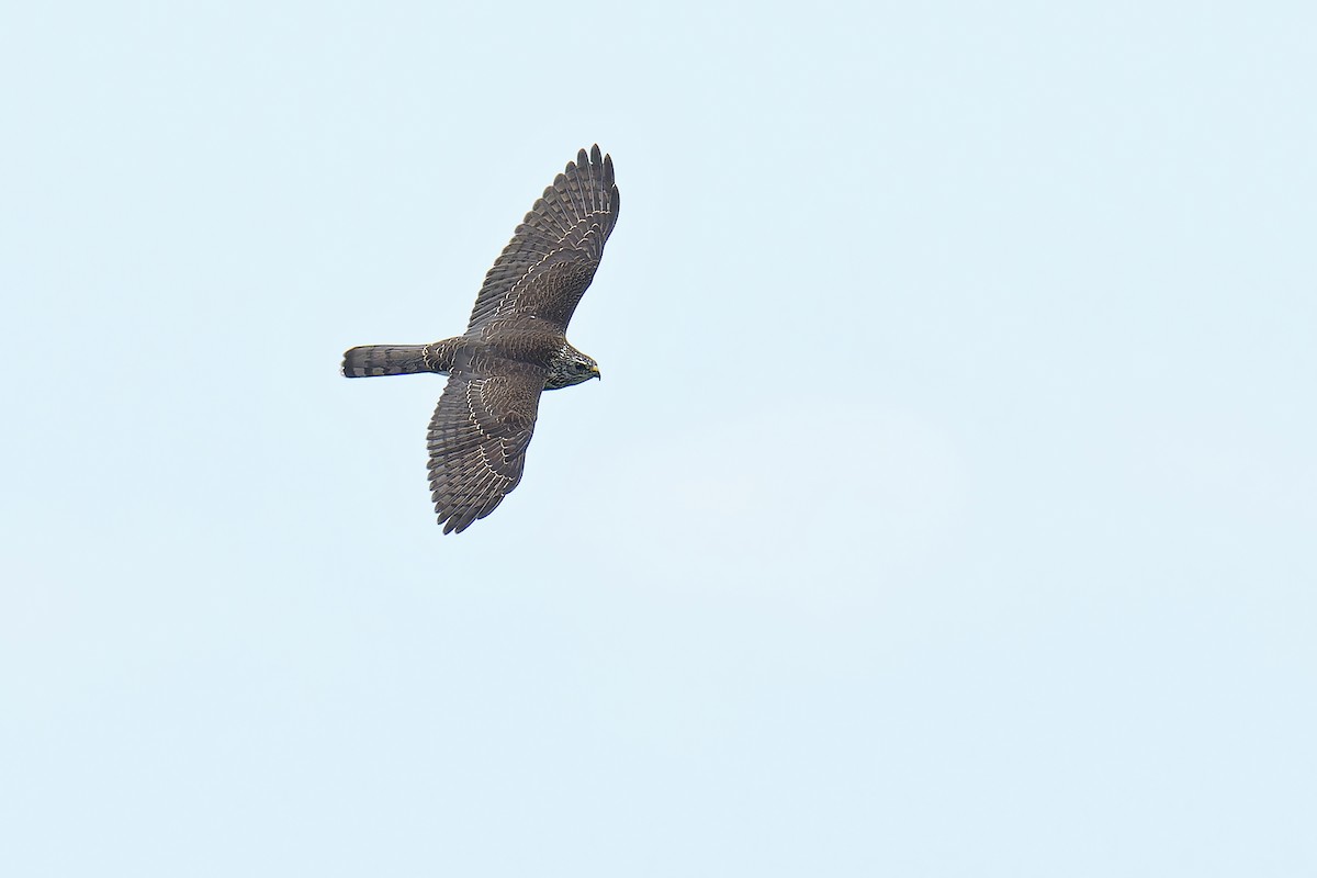 Levant Sparrowhawk - ML624539848