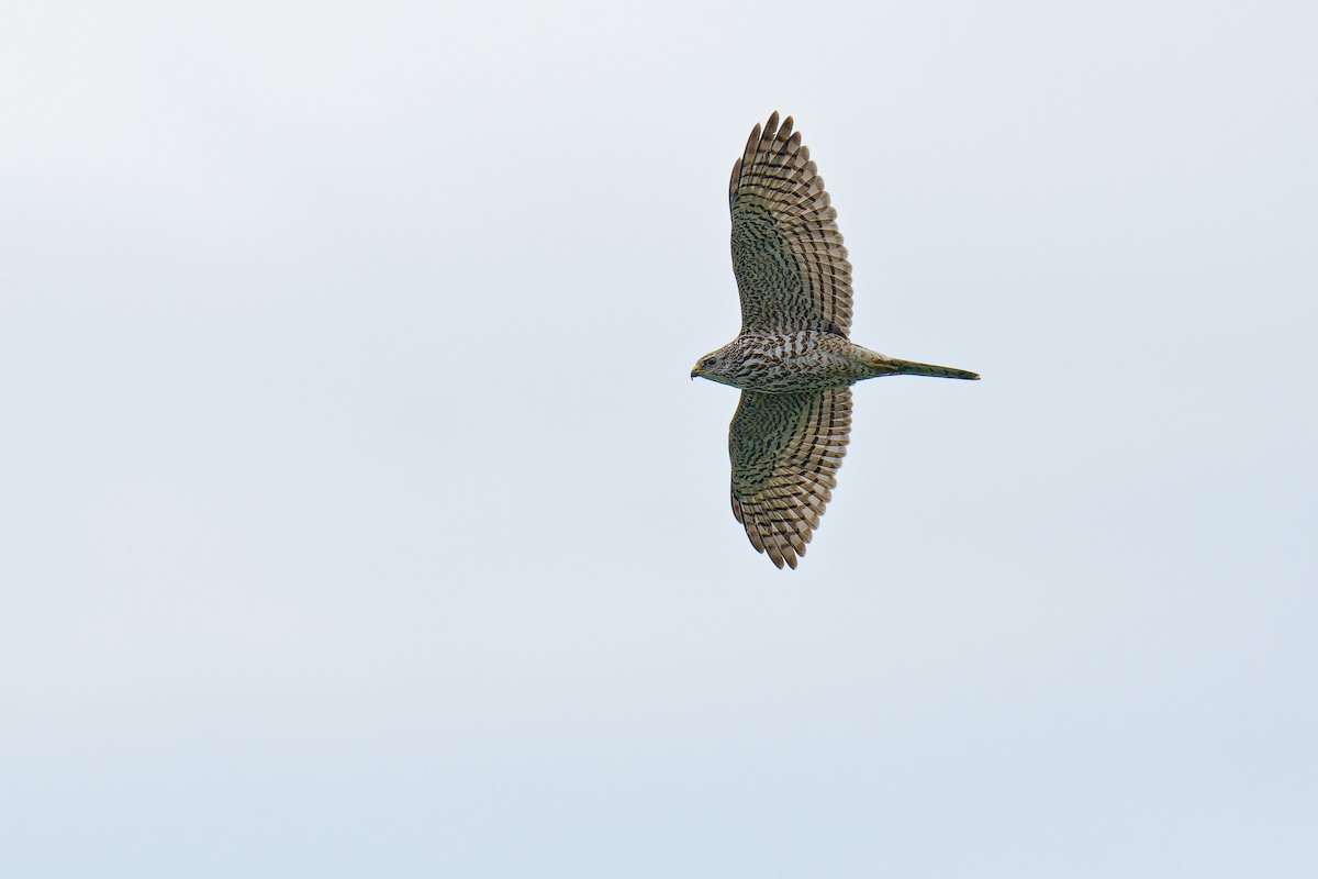 Levant Sparrowhawk - Vincent Wang