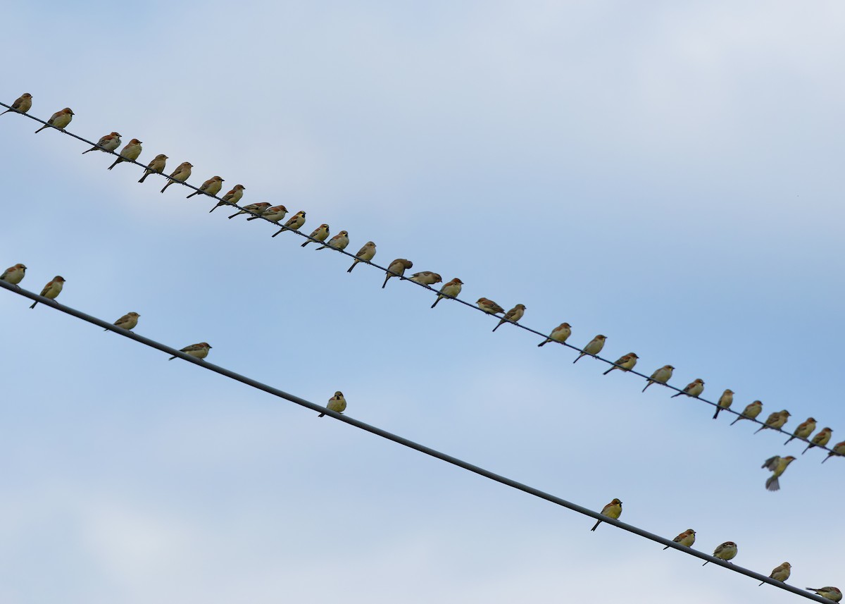 Plain-backed Sparrow - ML624539852