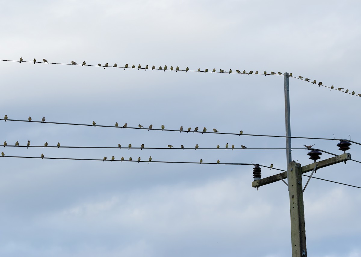 Plain-backed Sparrow - ML624539853