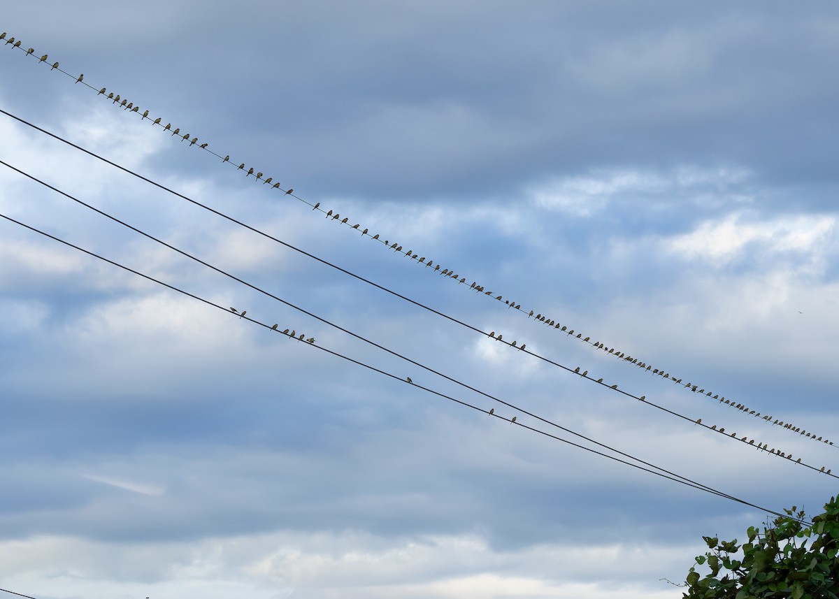 Plain-backed Sparrow - ML624539855