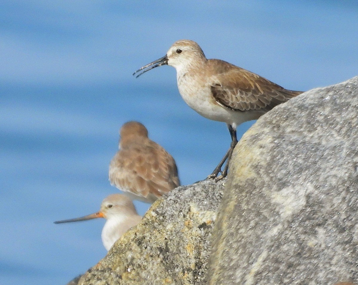 Terek Sandpiper - ML624539856