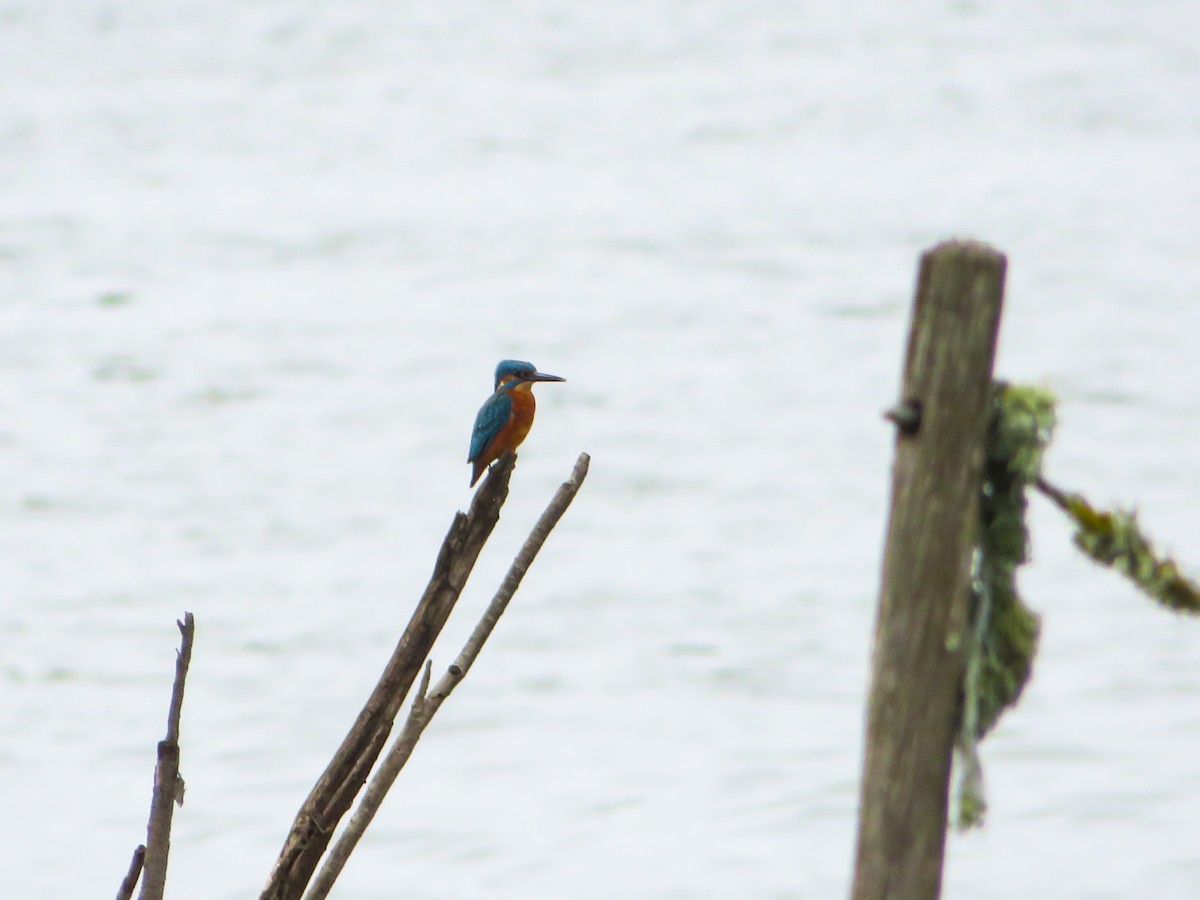 Common Kingfisher - ML624539857