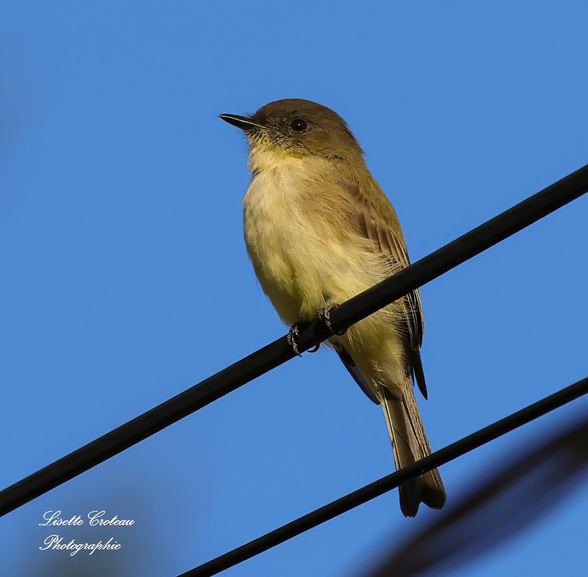 Eastern Phoebe - ML624539858