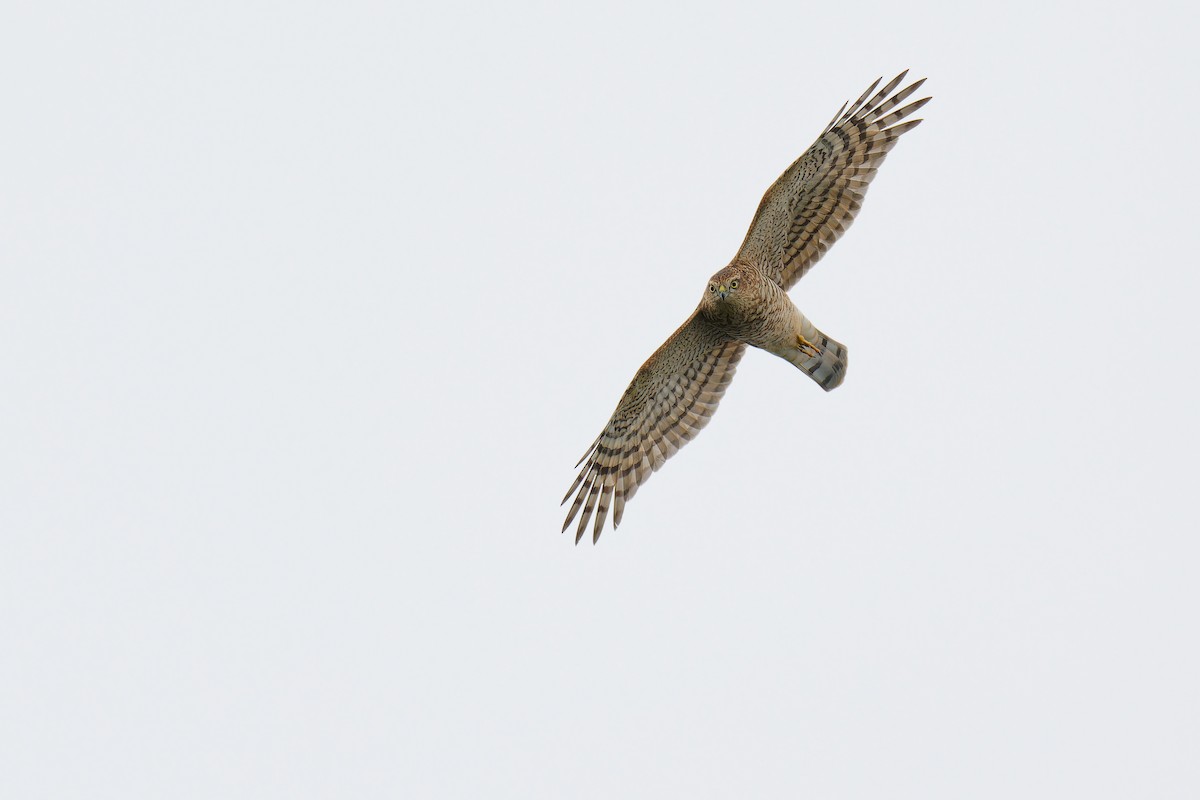 Eurasian Sparrowhawk - ML624539859