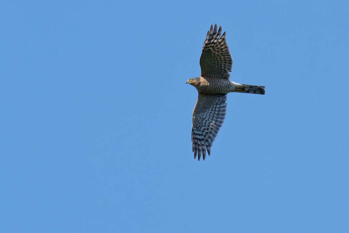 Eurasian Sparrowhawk - ML624539860