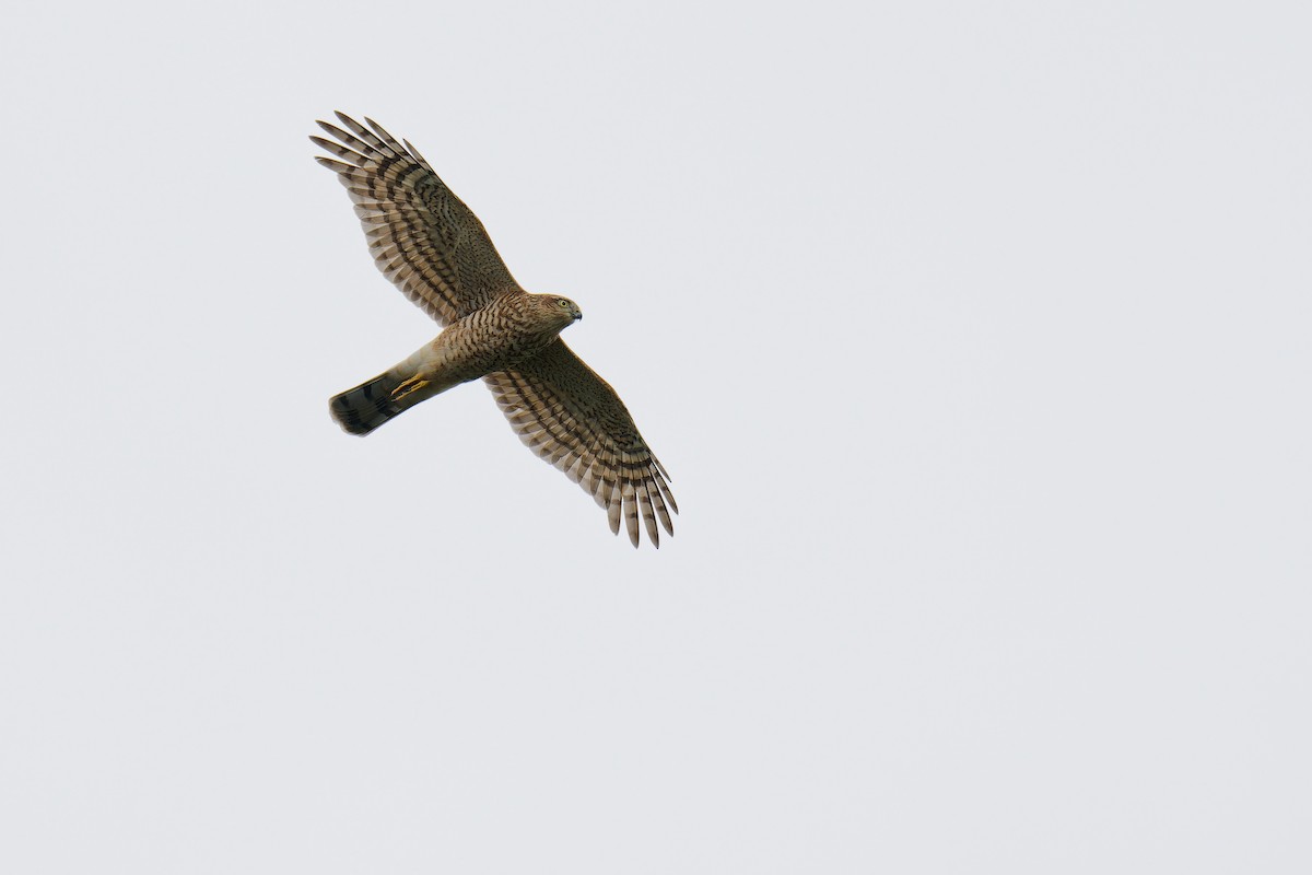 Eurasian Sparrowhawk - ML624539861