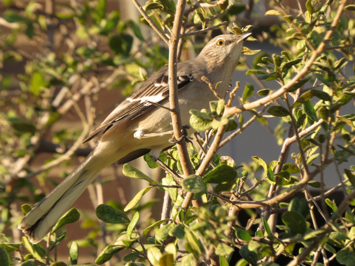 Northern Mockingbird - ML624539864