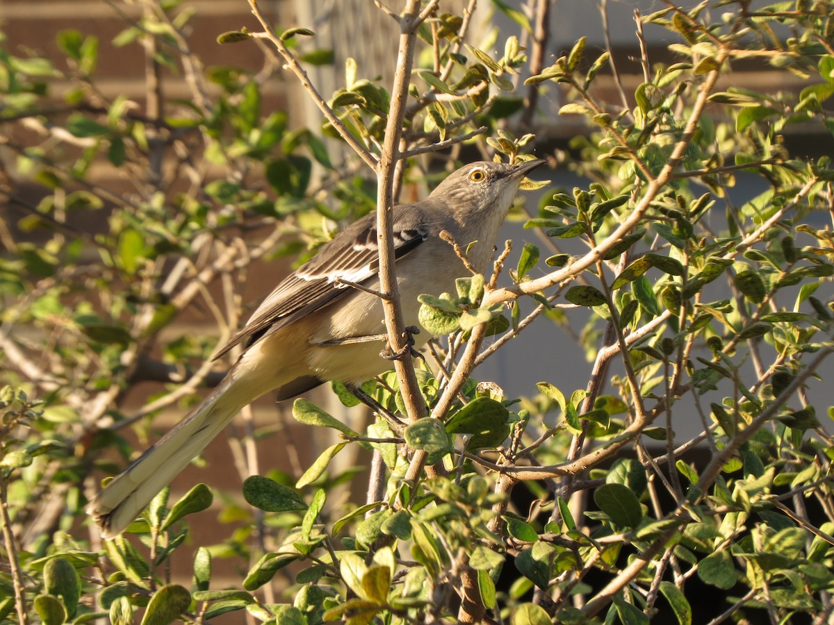 Northern Mockingbird - ML624539865