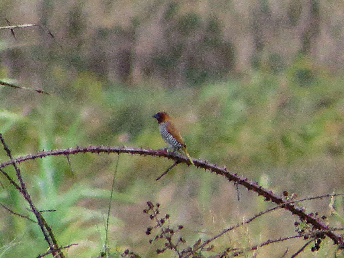 Scaly-breasted Munia - ML624539866