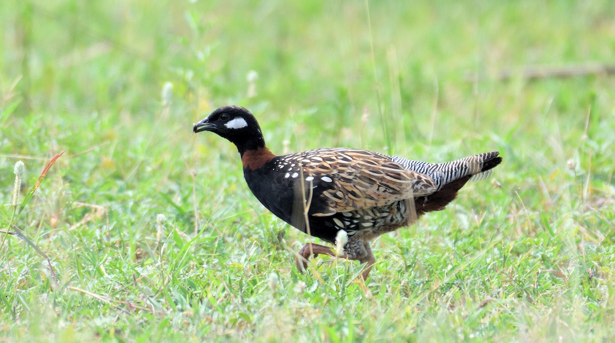 Black Francolin - ML624539869