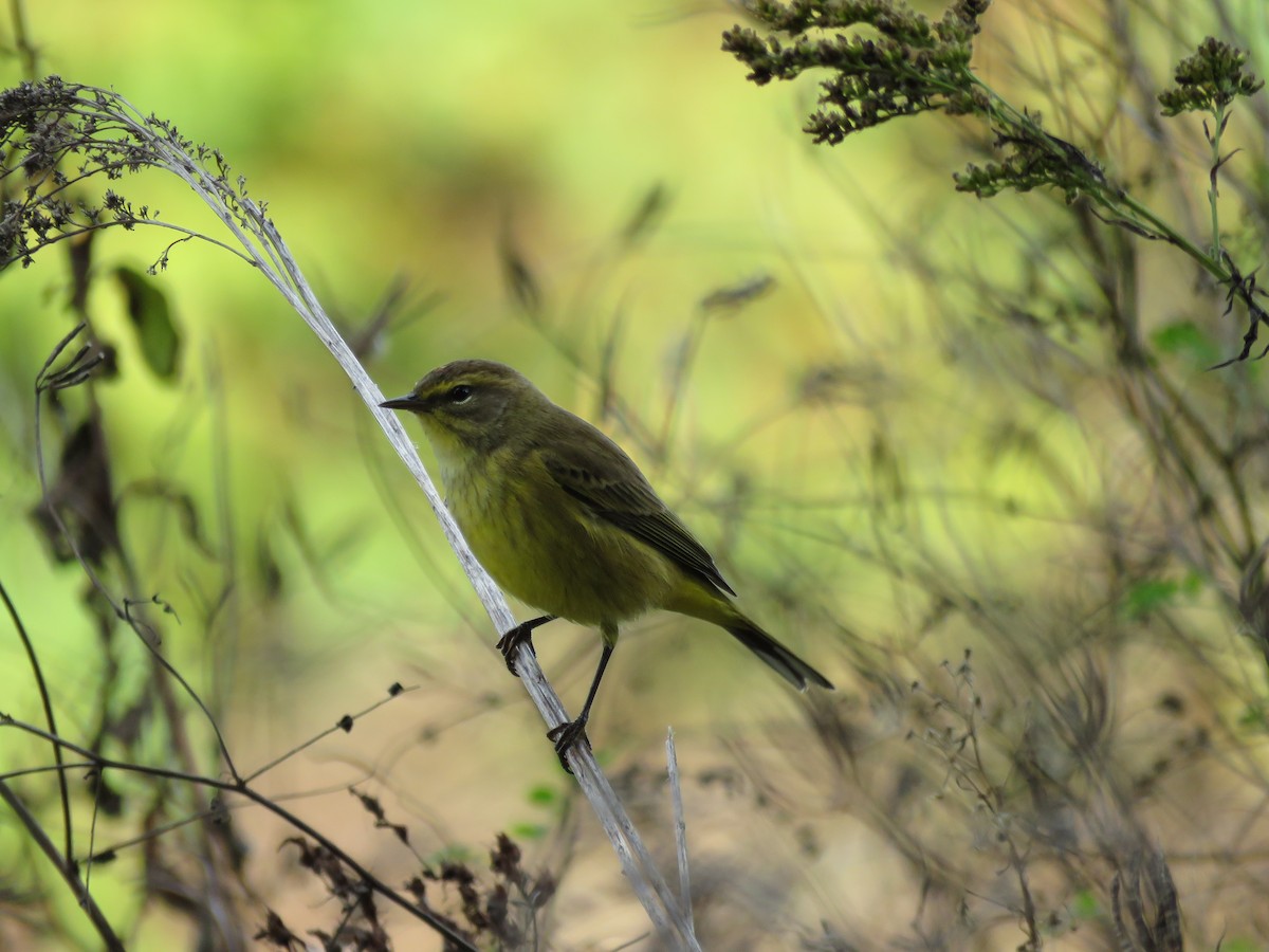 Palm Warbler - ML624539872