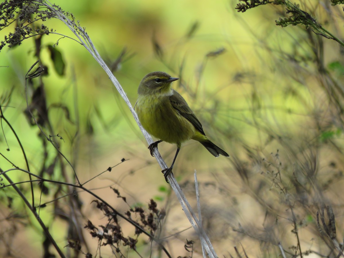 Palm Warbler - ML624539873