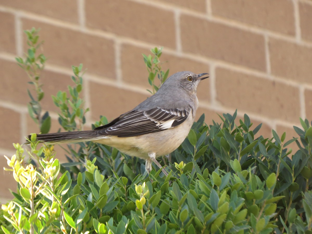 Northern Mockingbird - ML624539874