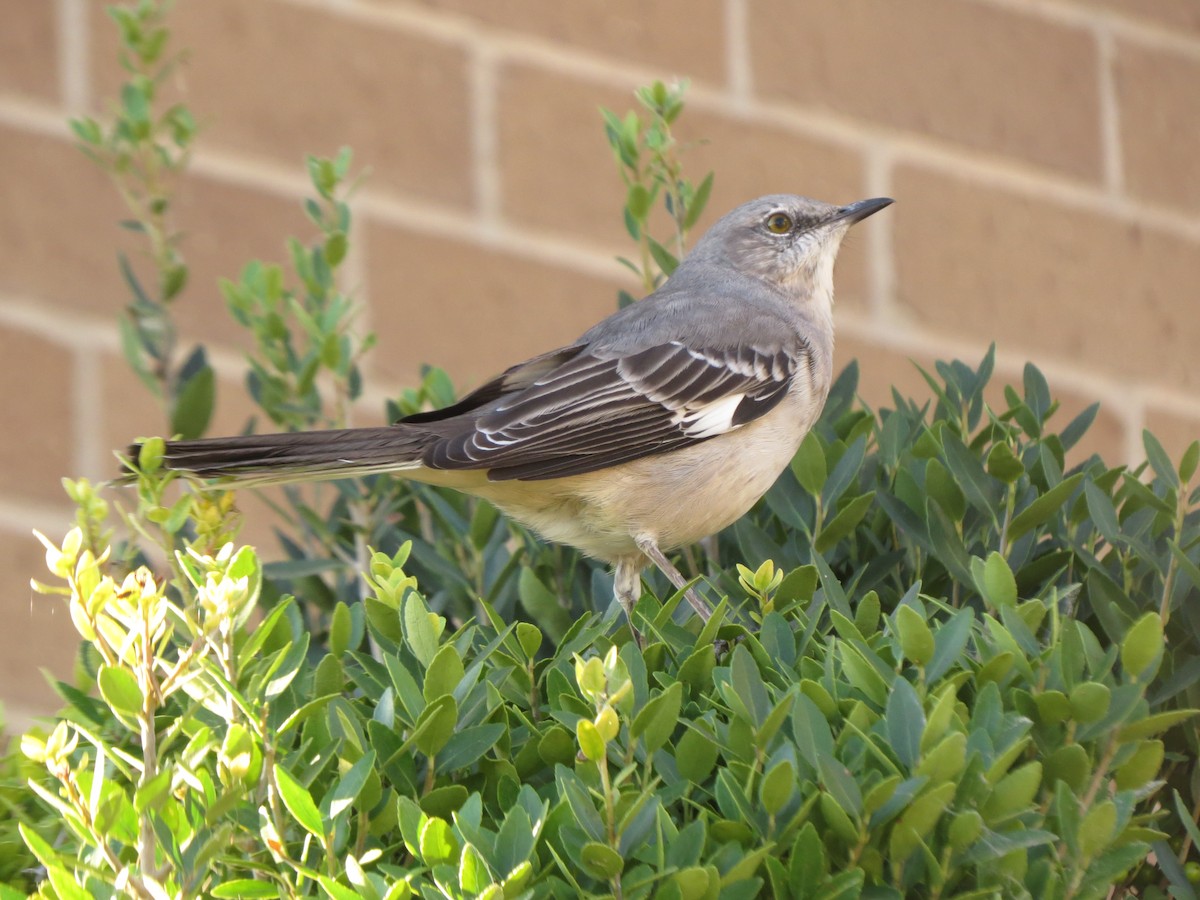 Northern Mockingbird - ML624539875