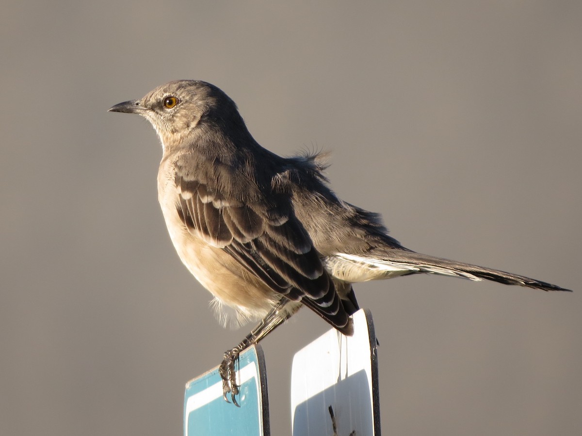 Northern Mockingbird - ML624539886