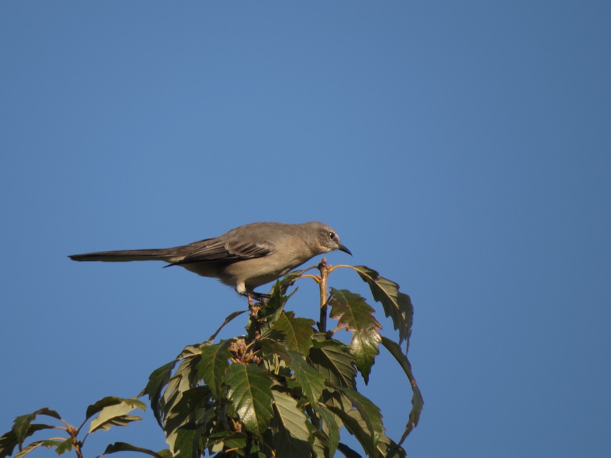 Northern Mockingbird - ML624539899