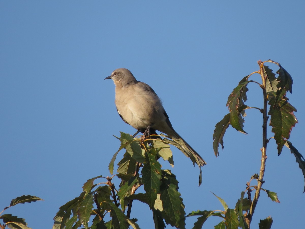 Northern Mockingbird - Melanie Mitchell