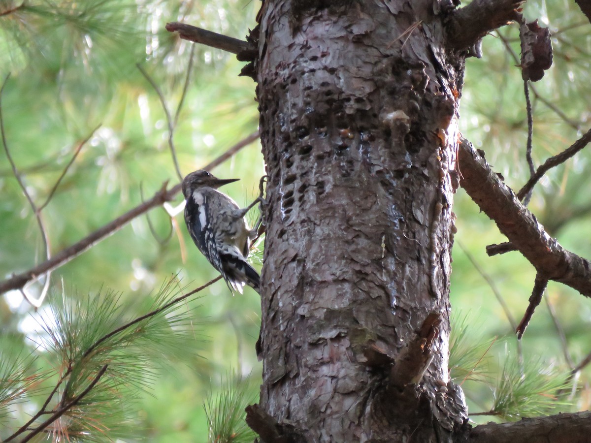 Yellow-bellied Sapsucker - A. Laquidara