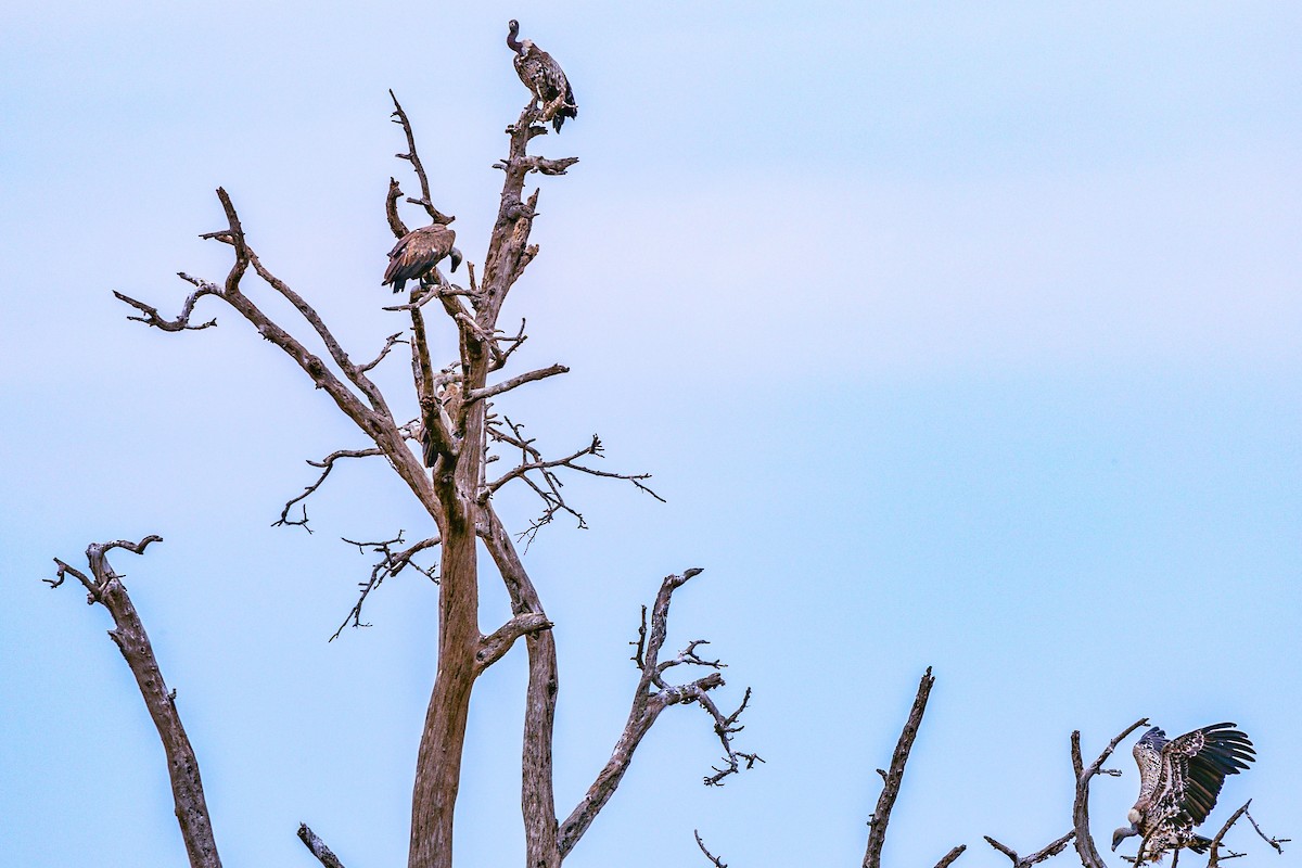 White-rumped Vulture - ML624539921