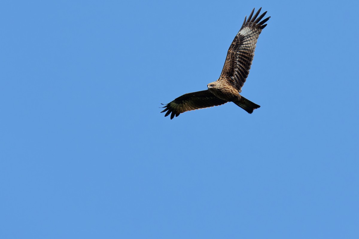 黑鳶 - ML624539943