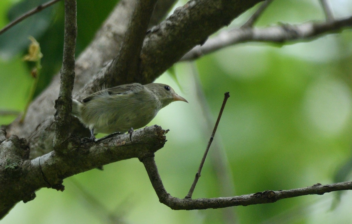 Pale-billed Flowerpecker - ML624539970