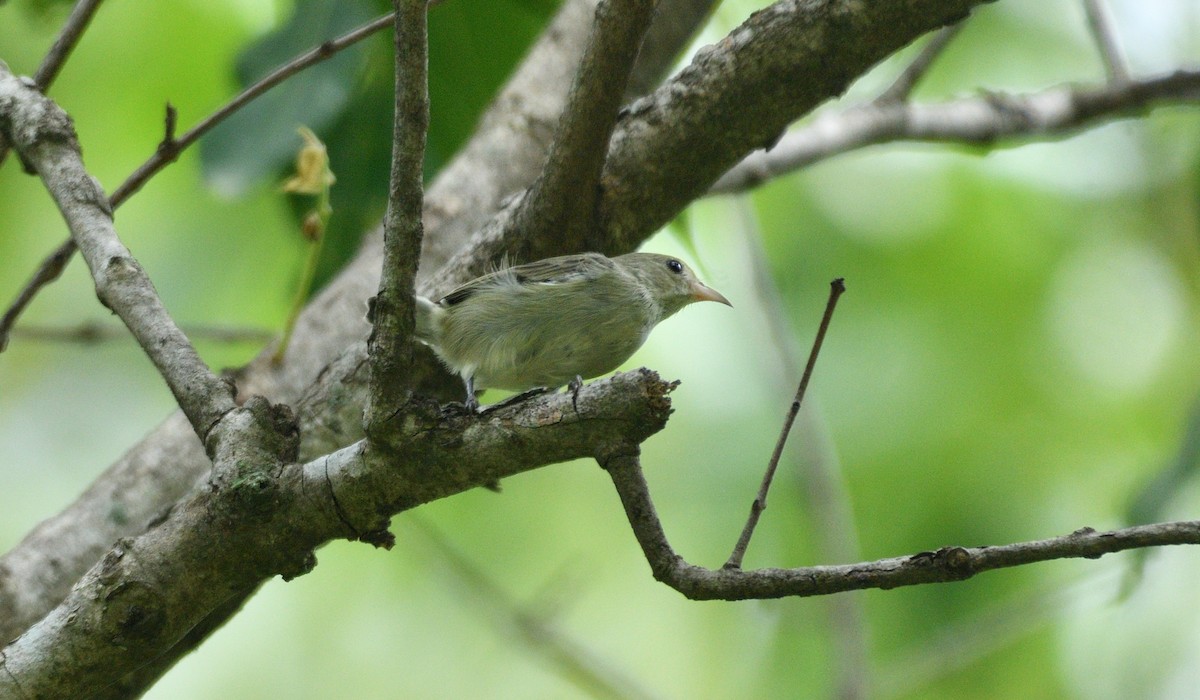 Pale-billed Flowerpecker - ML624539971