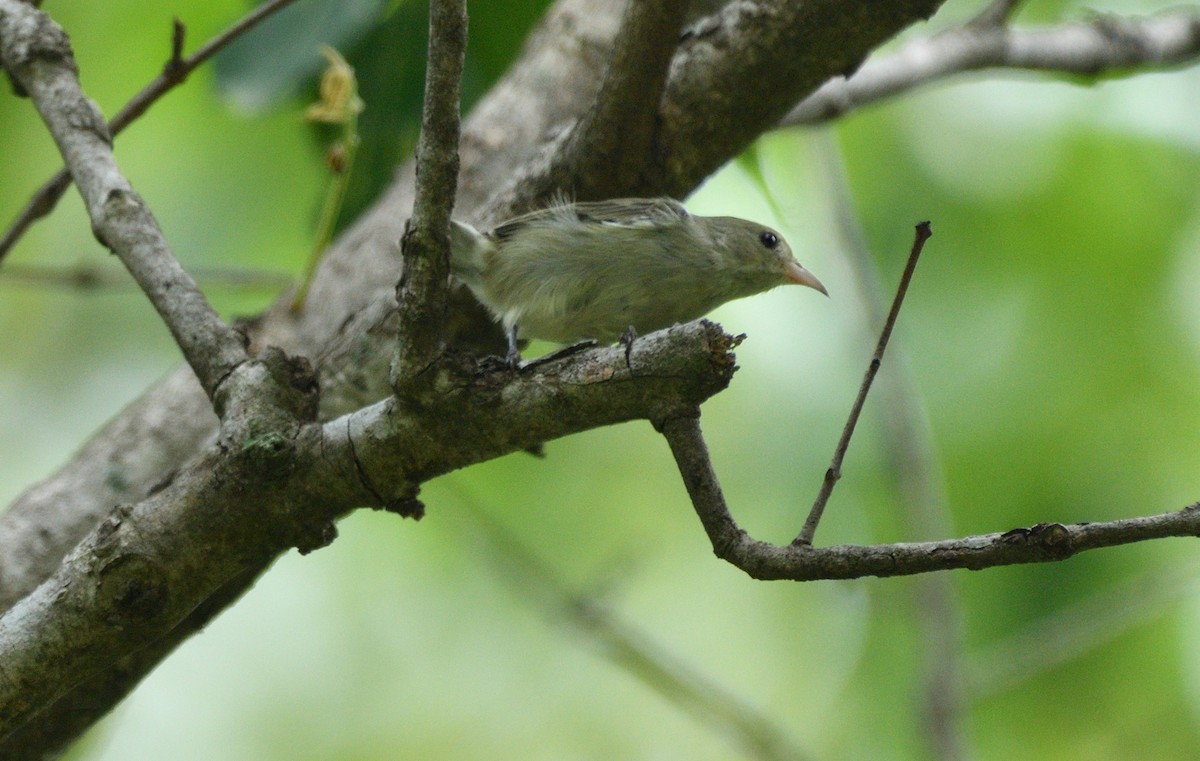 Pale-billed Flowerpecker - ML624539972
