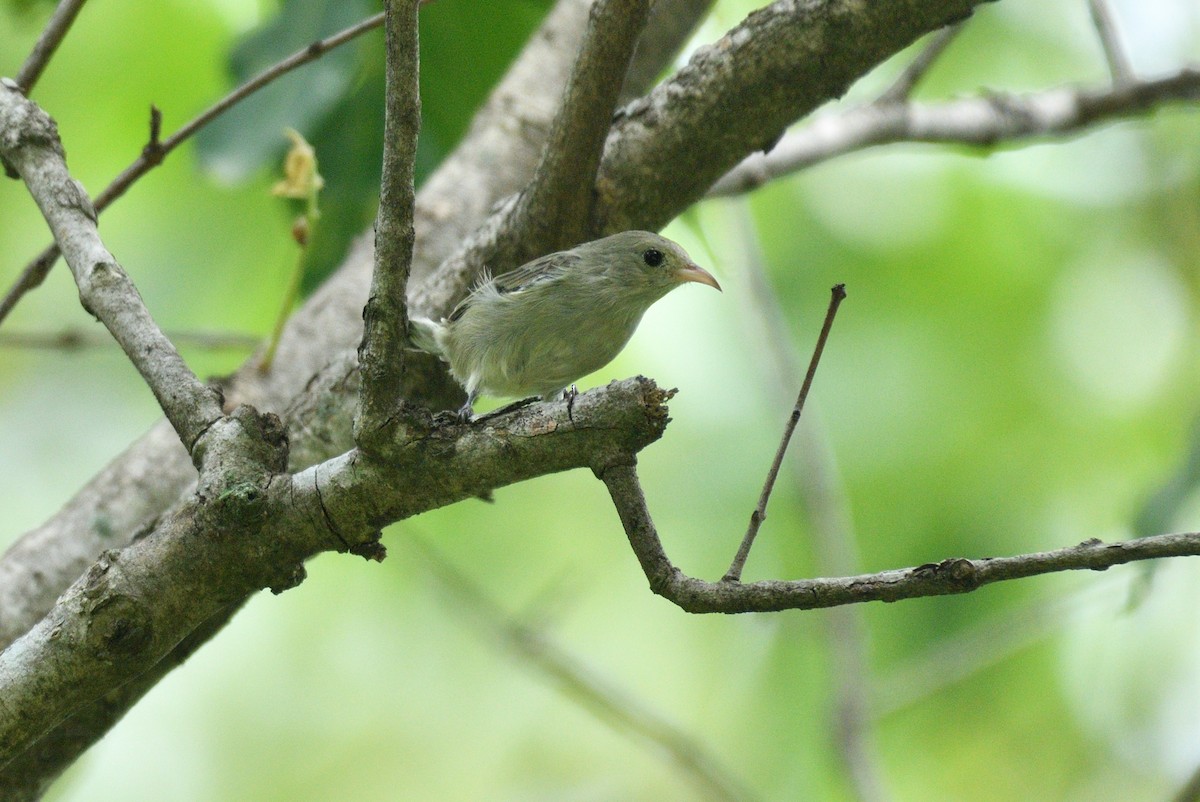 Pale-billed Flowerpecker - ML624539973