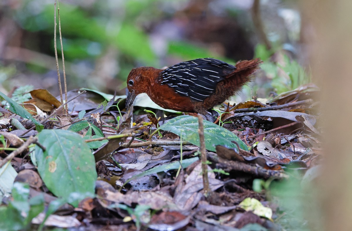 White-striped Forest Rail - ML624539982