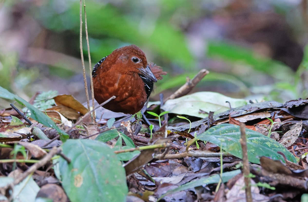 White-striped Forest Rail - ML624539983