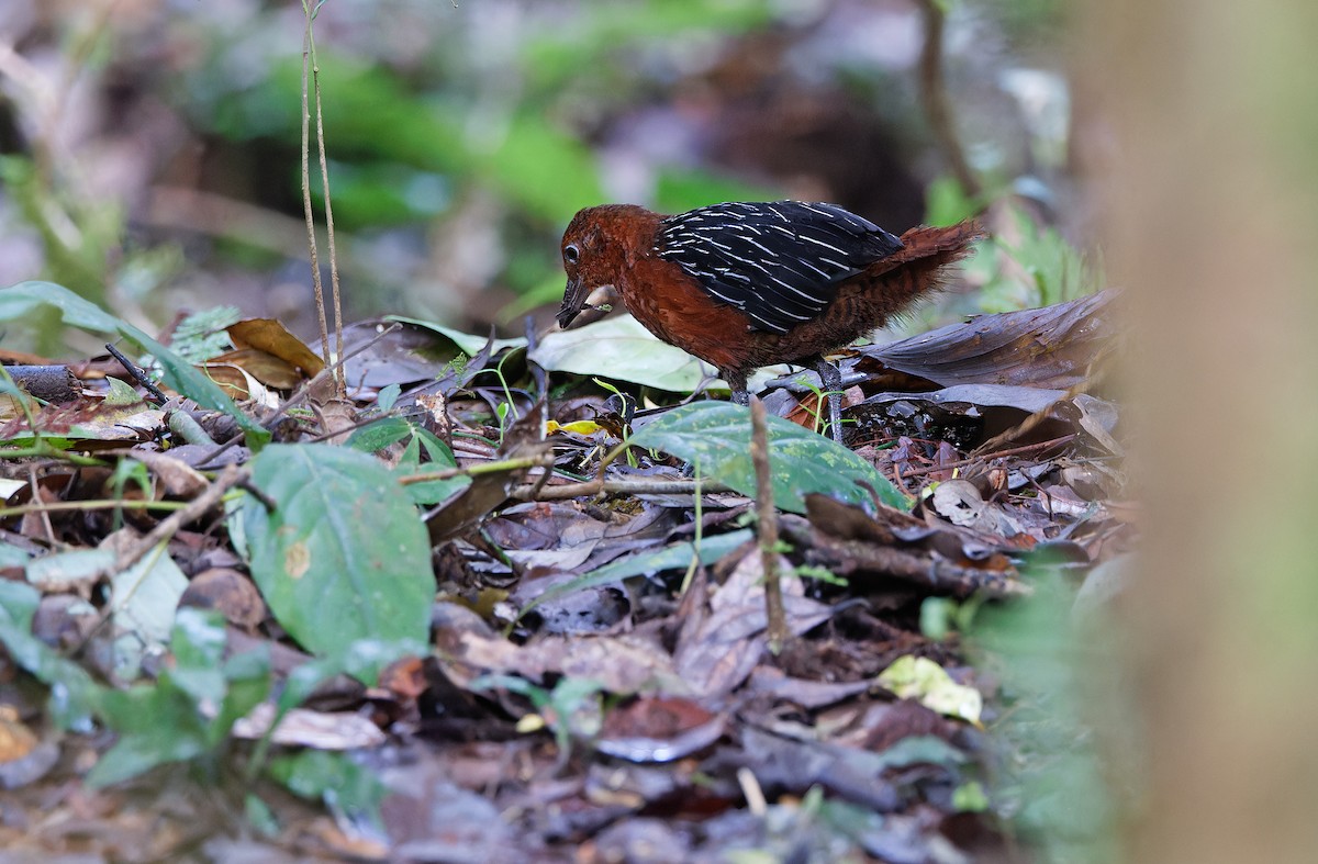 White-striped Forest Rail - ML624539984