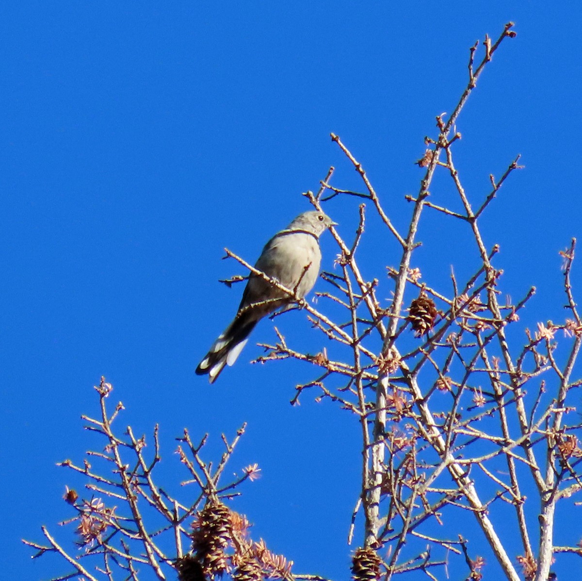 Townsend's Solitaire - JoAnn Potter Riggle 🦤