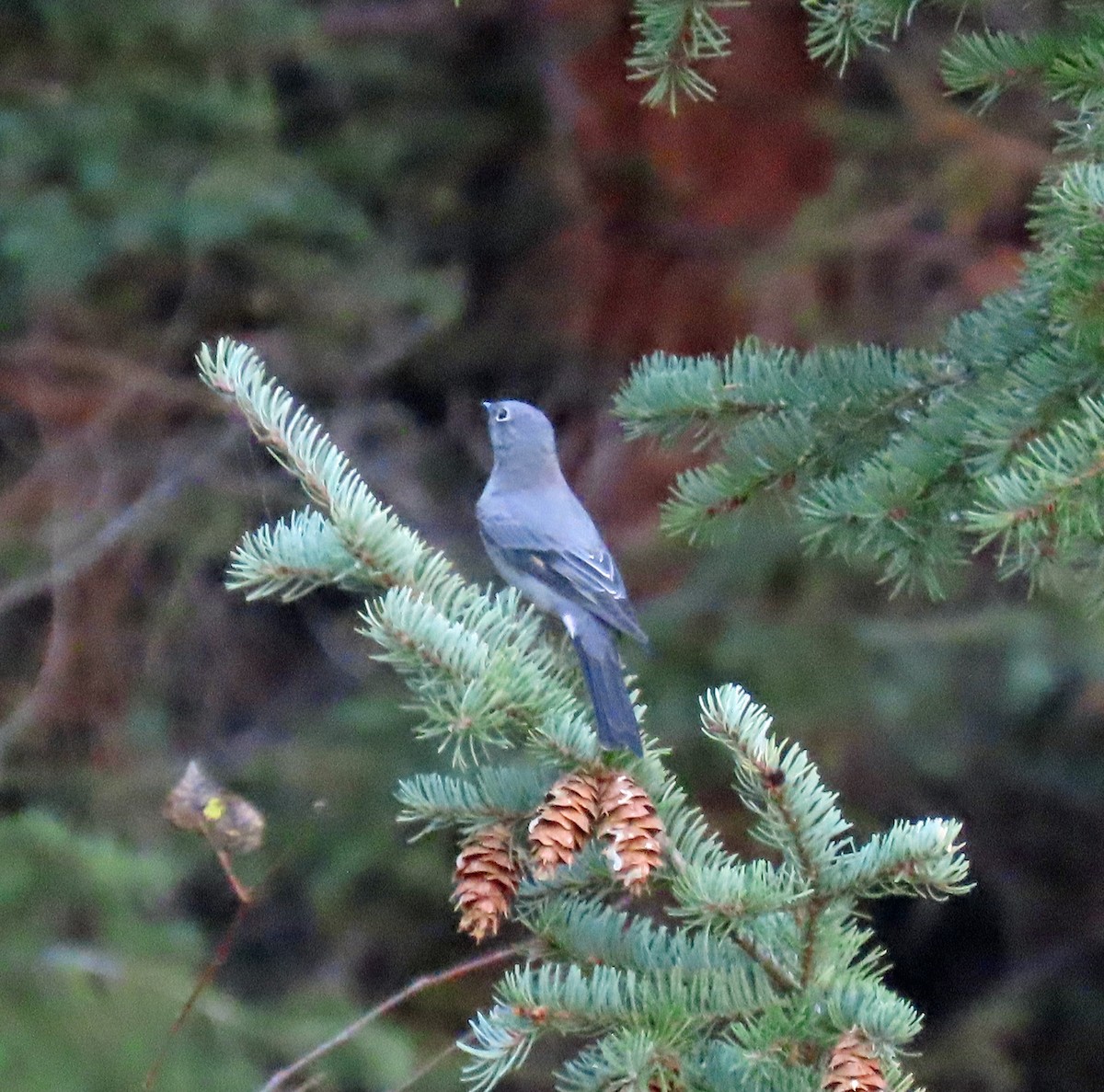 Townsend's Solitaire - ML624539994